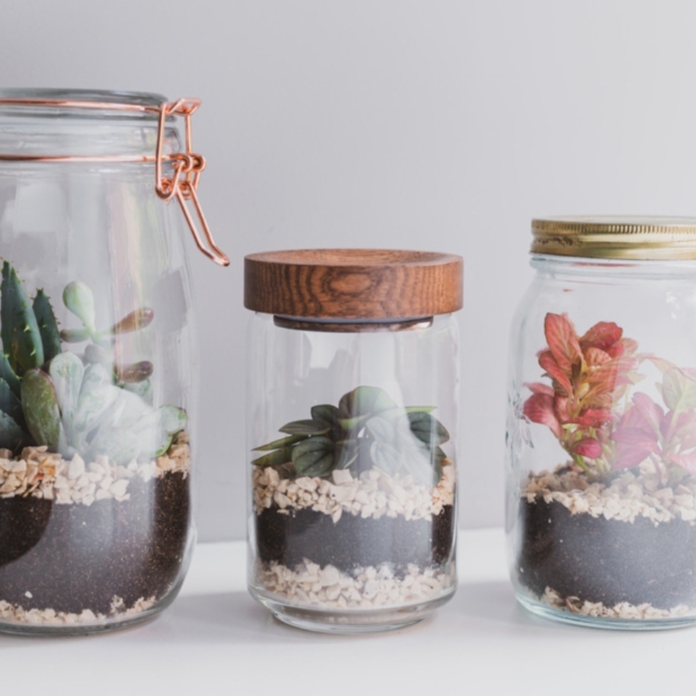Glass Terrarium Jars with Succulents